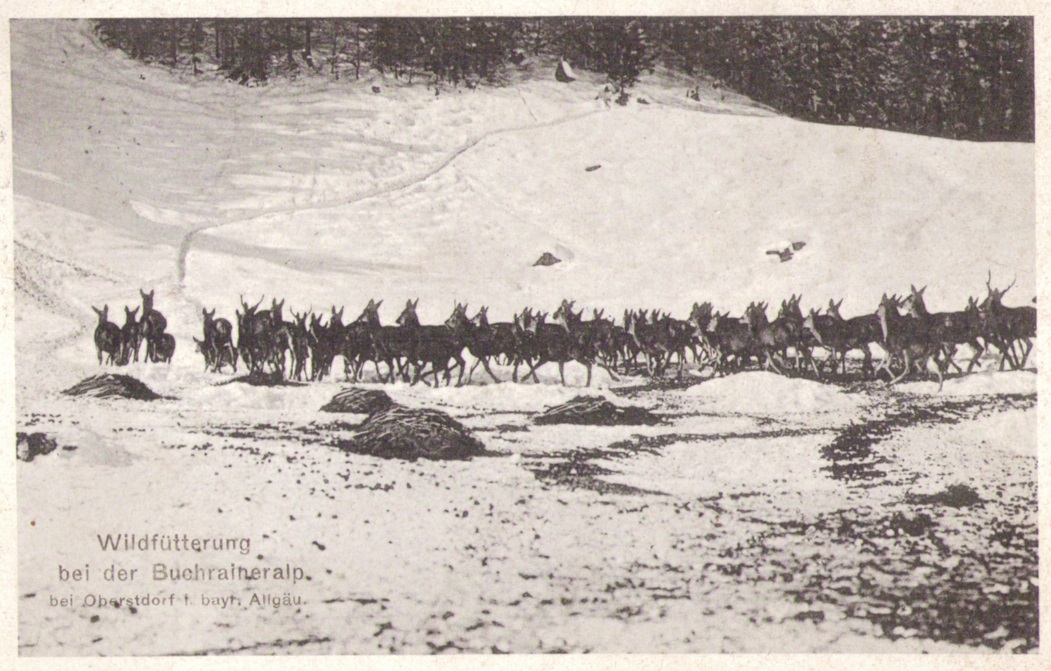 1098_Wildfuetterung 1918p.jpg