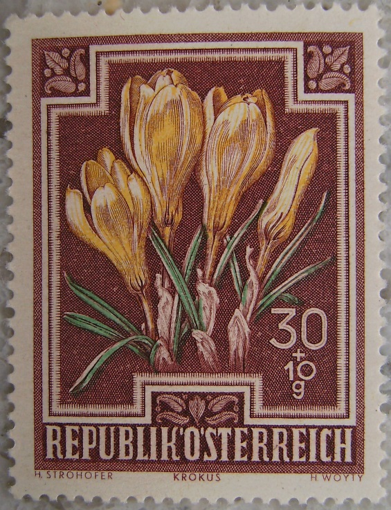 1948_03 Krokusp.jpg