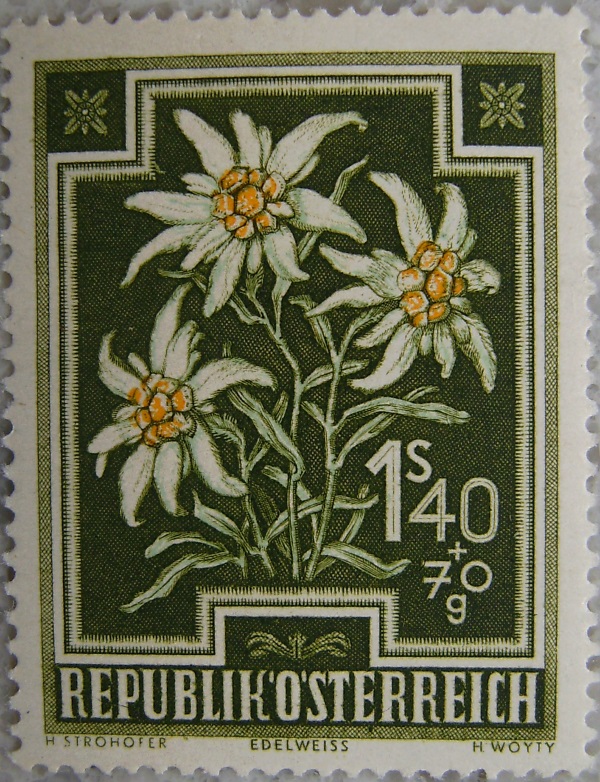 1948_10 Edelweissp.jpg