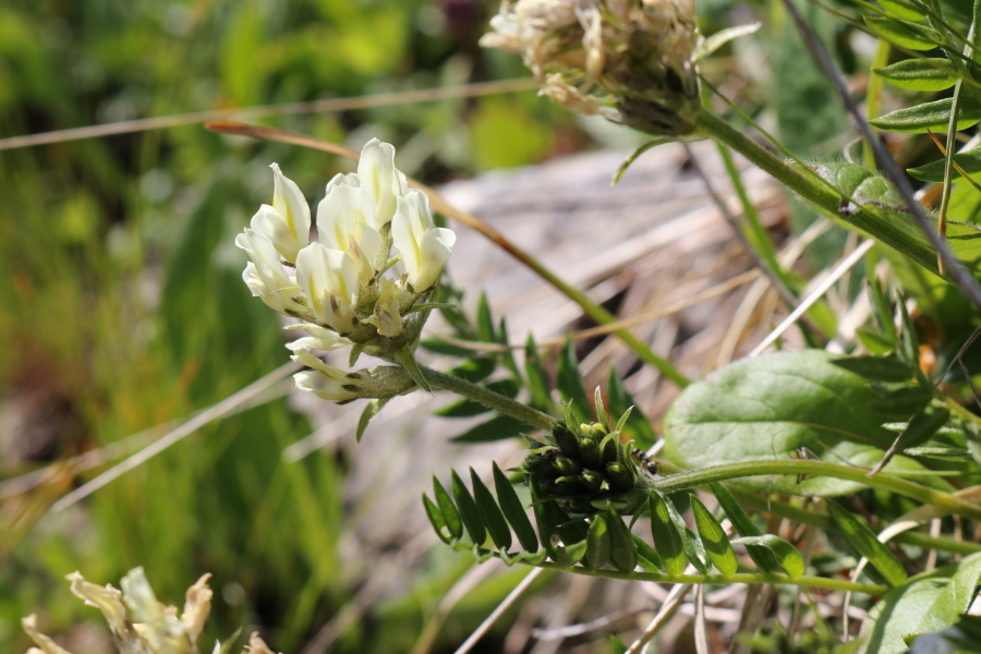 20  Alpen-Spitzkiel - Oxytropis campestris.JPG