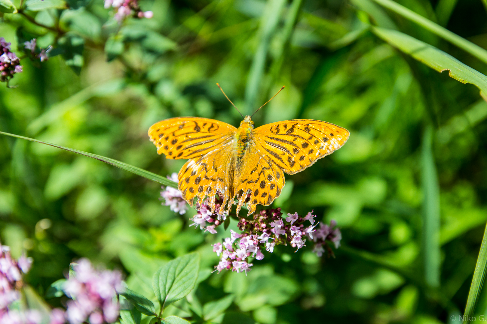 20140817-09.jpg