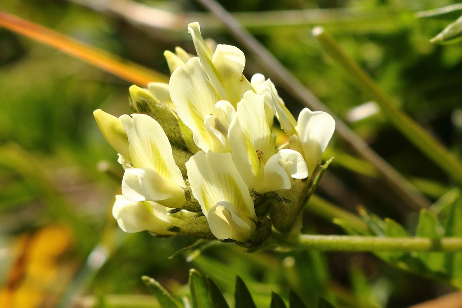 20a  Alpen-Spitzkiel - Oxytropis campestris.JPG