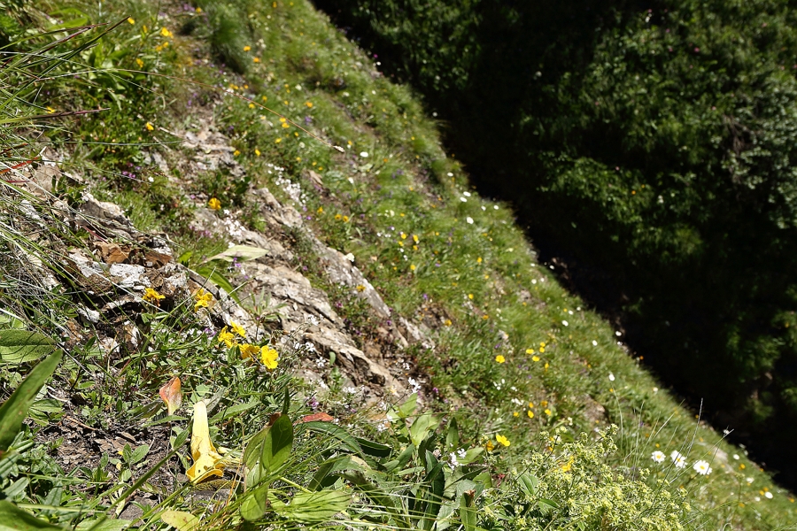 3a_Alpengarten_Wanne.jpg