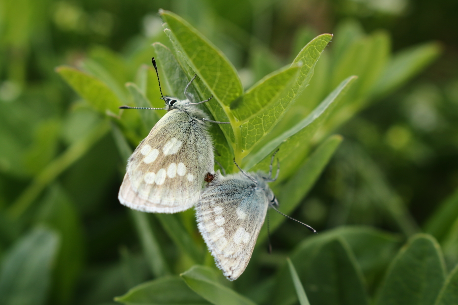 Agriades_orbitulus_1.JPG