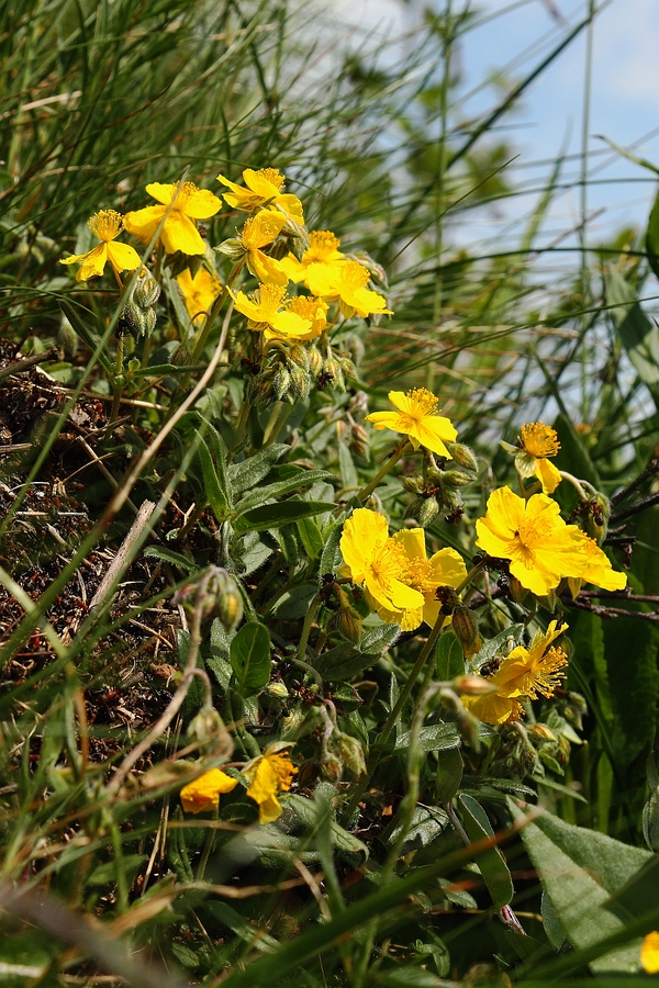 Alpen-Sonnenroeschen_1.jpg