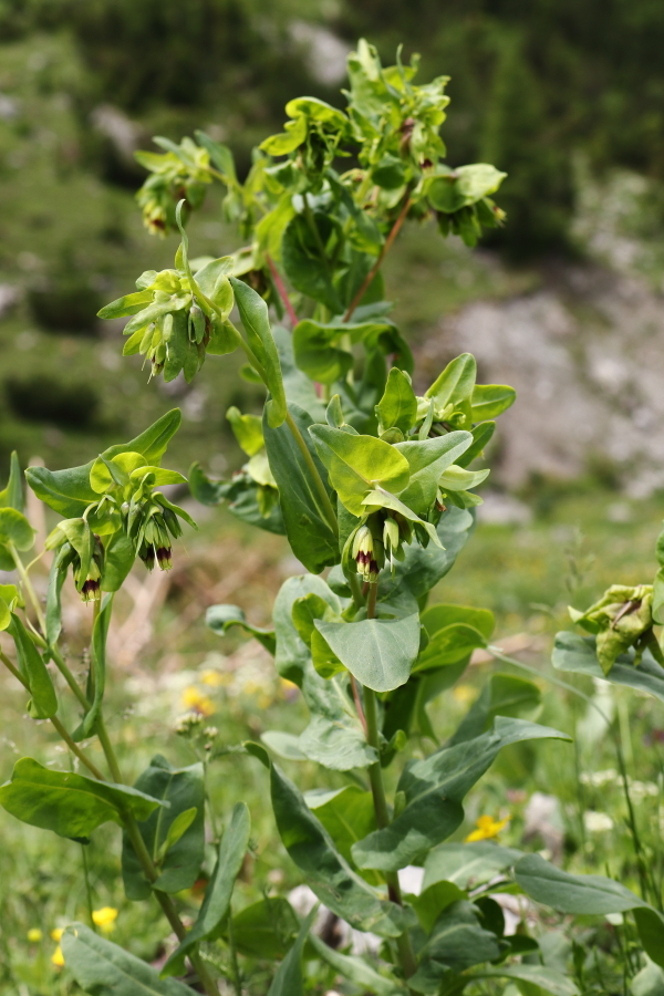 Alpenwachsblume_1.JPG
