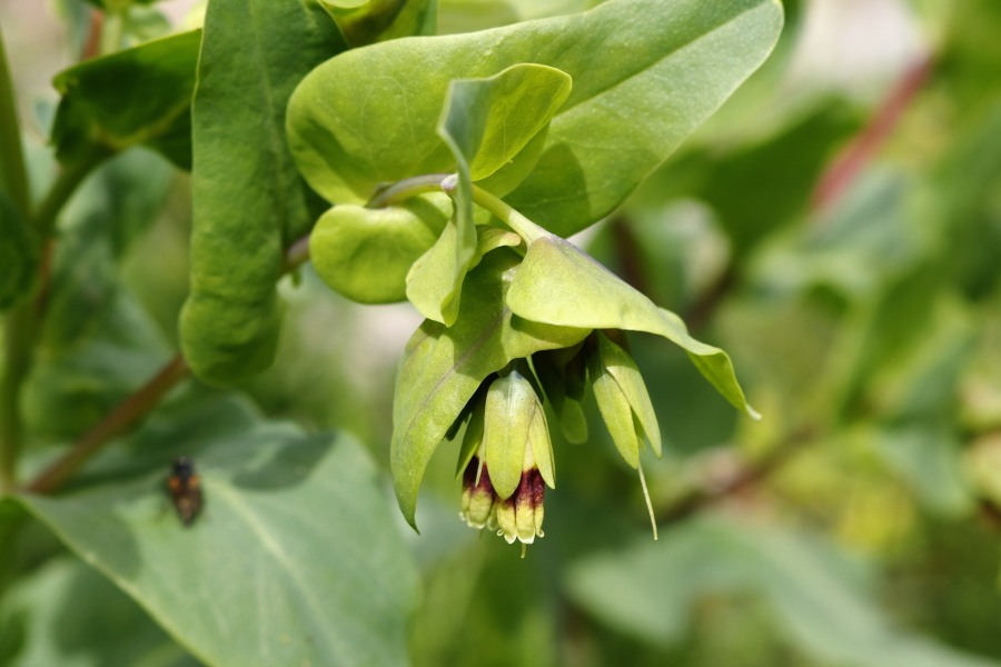 Alpenwachsblume_2.JPG