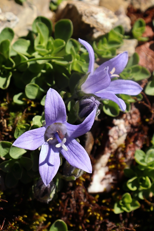 Campanula_cenisia_1a.jpg