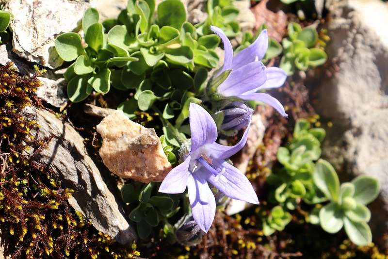 Campanula_cenisia_2a.jpg