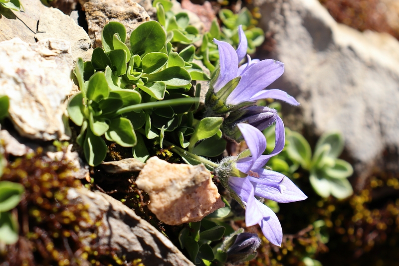 Campanula_cenisia_4a.jpg