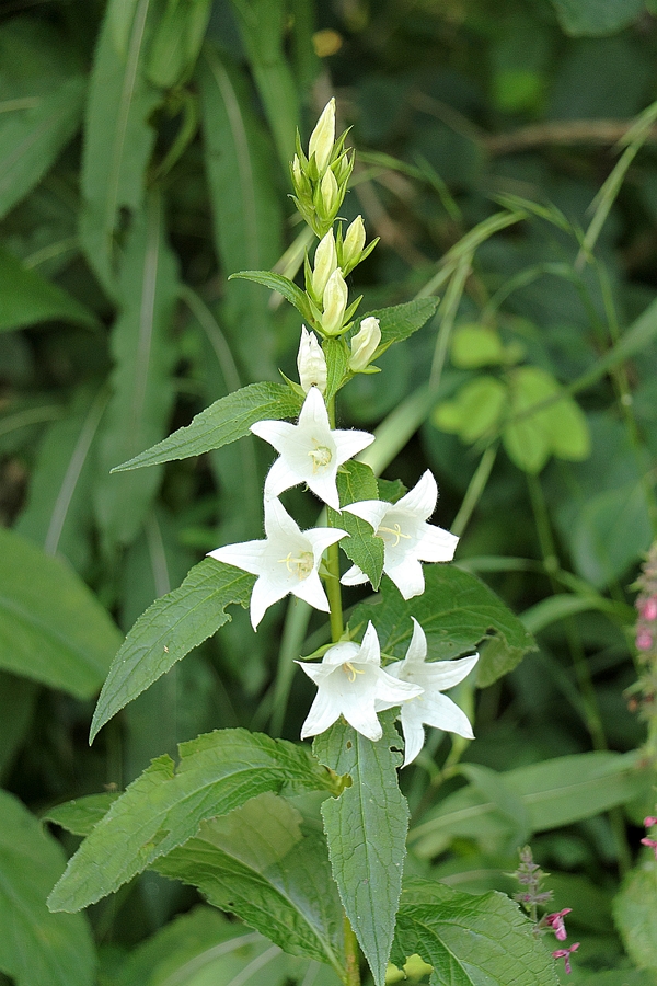 Campanula_latifolia_1.jpg