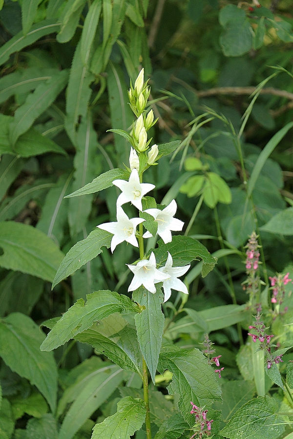 Campanula_latifolia_2.JPG