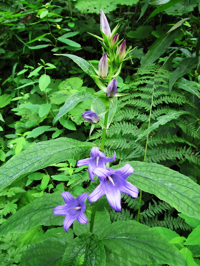 Campanula_latifolia_3a.jpg