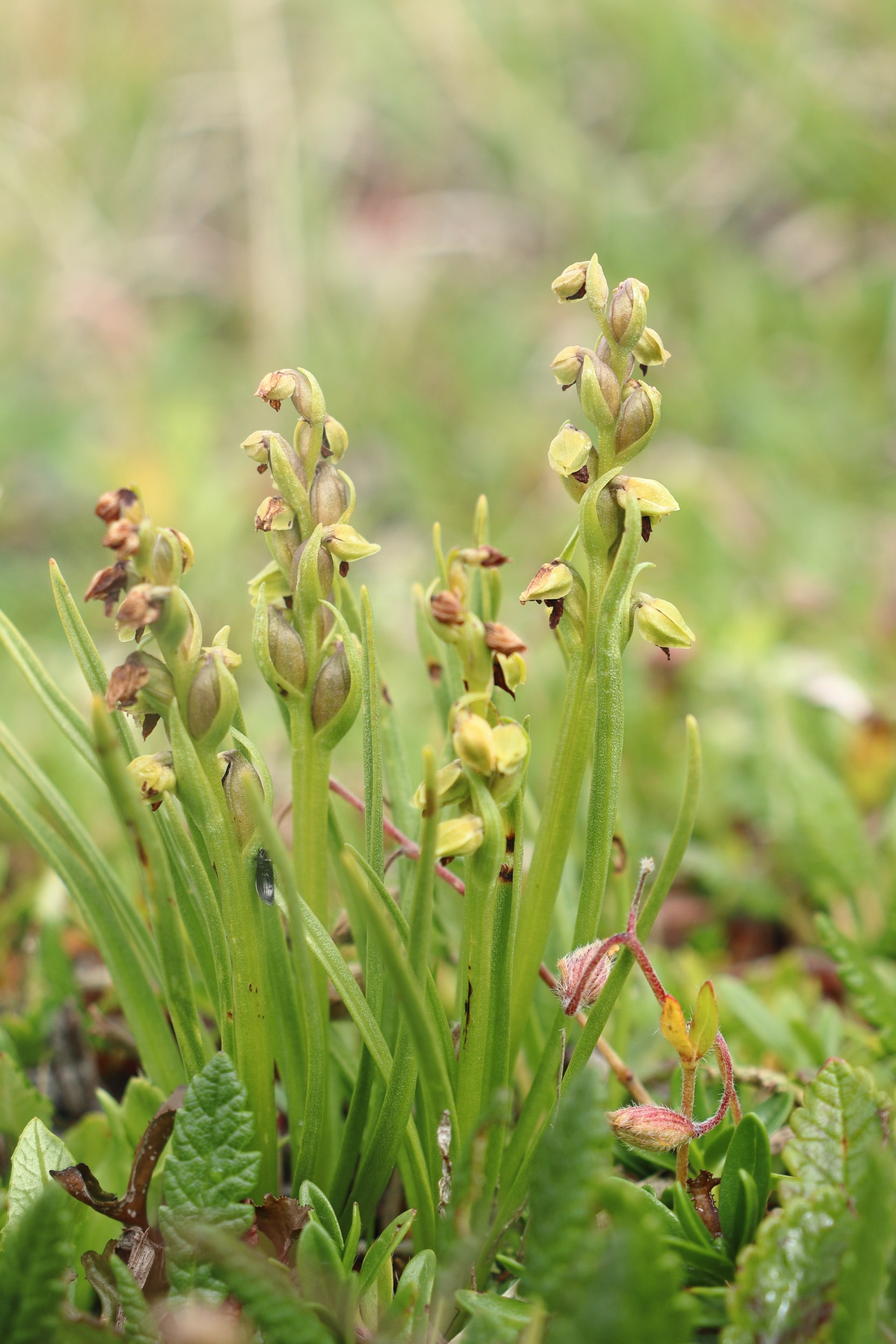 Chamorchis alpina 2-min.JPG
