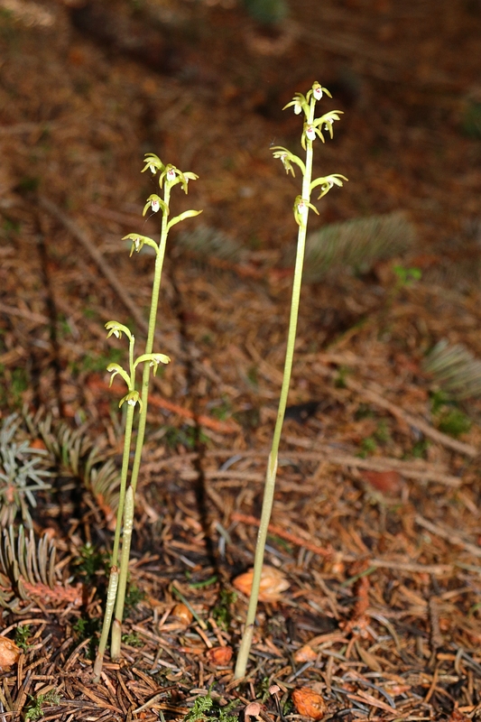 Corallorhiza trifida 1a.jpg
