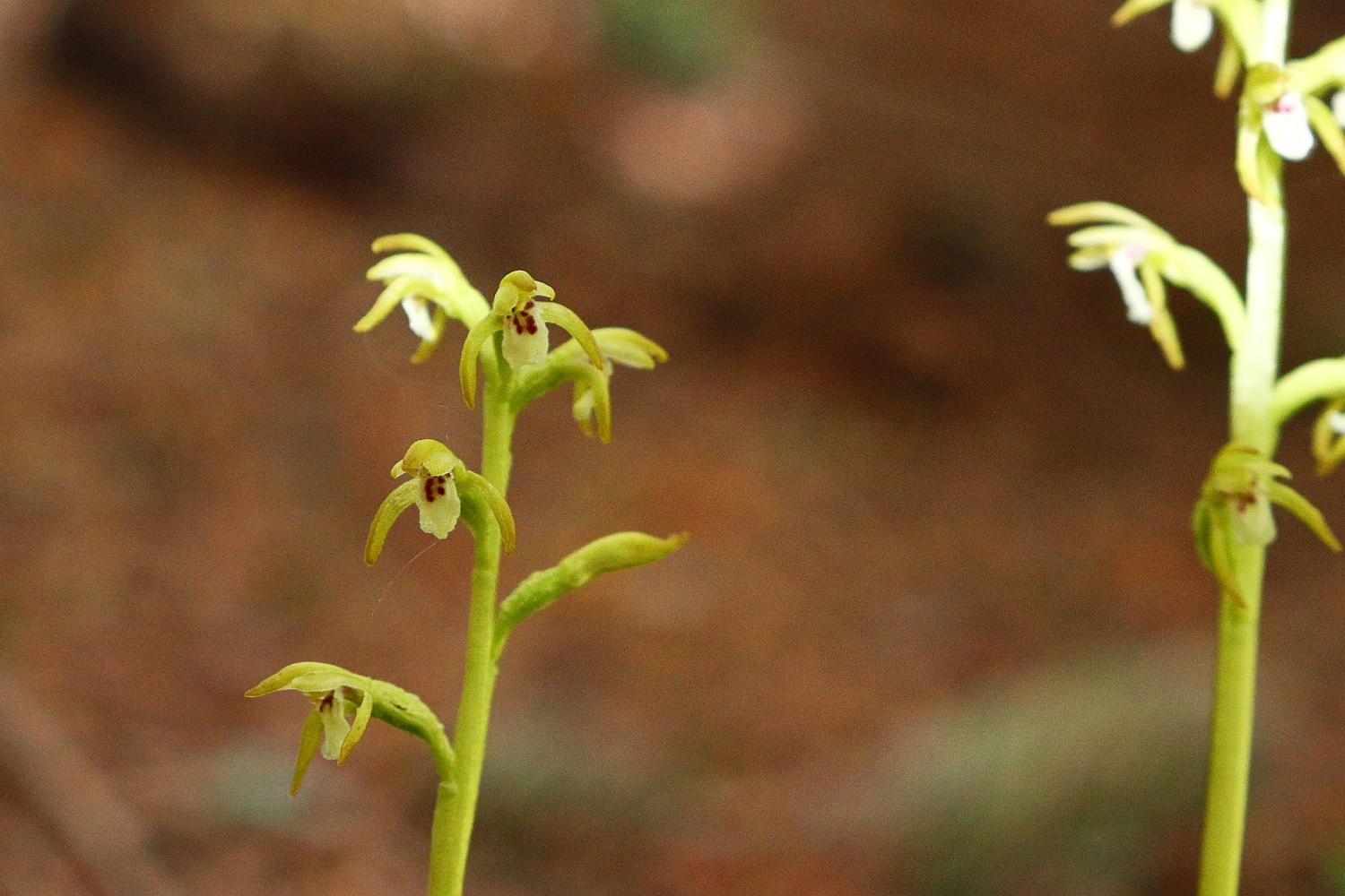 Corallorhiza trifida 2a.jpg