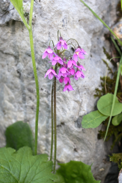 Cortusa matthioli_1.JPG