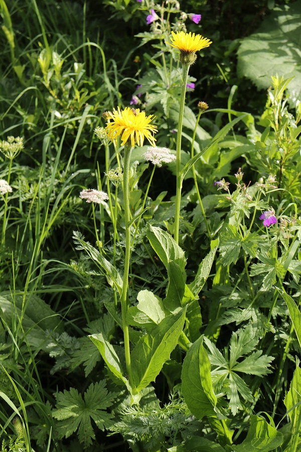 Crepis bocconi 1a.jpg