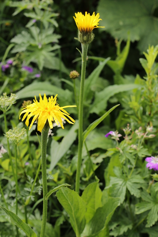 Crepis bocconi 3a.jpg