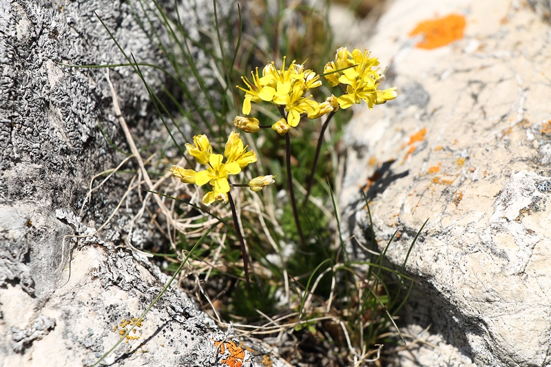Draba aizoides.jpg