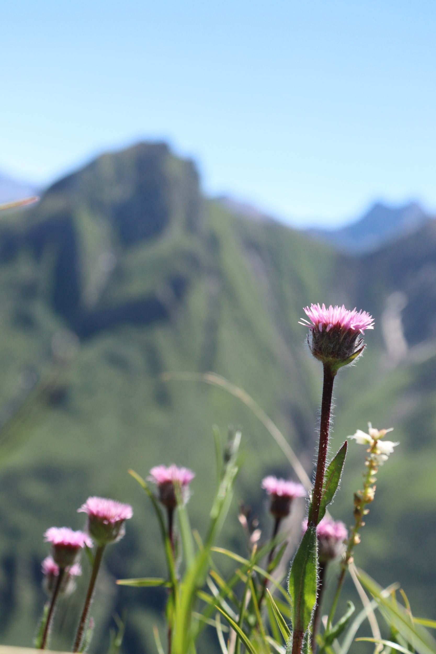 Erigeron neglectus 4-min.JPG