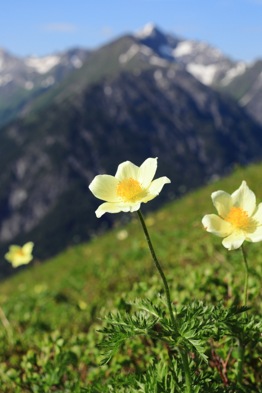 Gelbe Alpen-Kuechenschelle_1.JPG