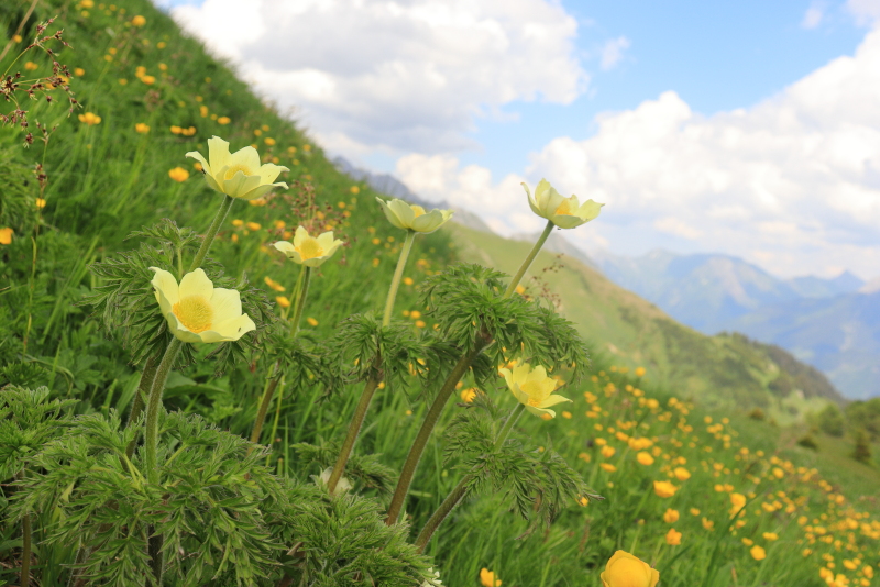 Gelbe Alpen-Kuechenschelle_2.JPG