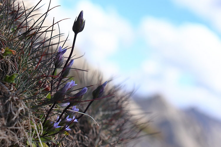 Gentiana tenella 2a.jpg