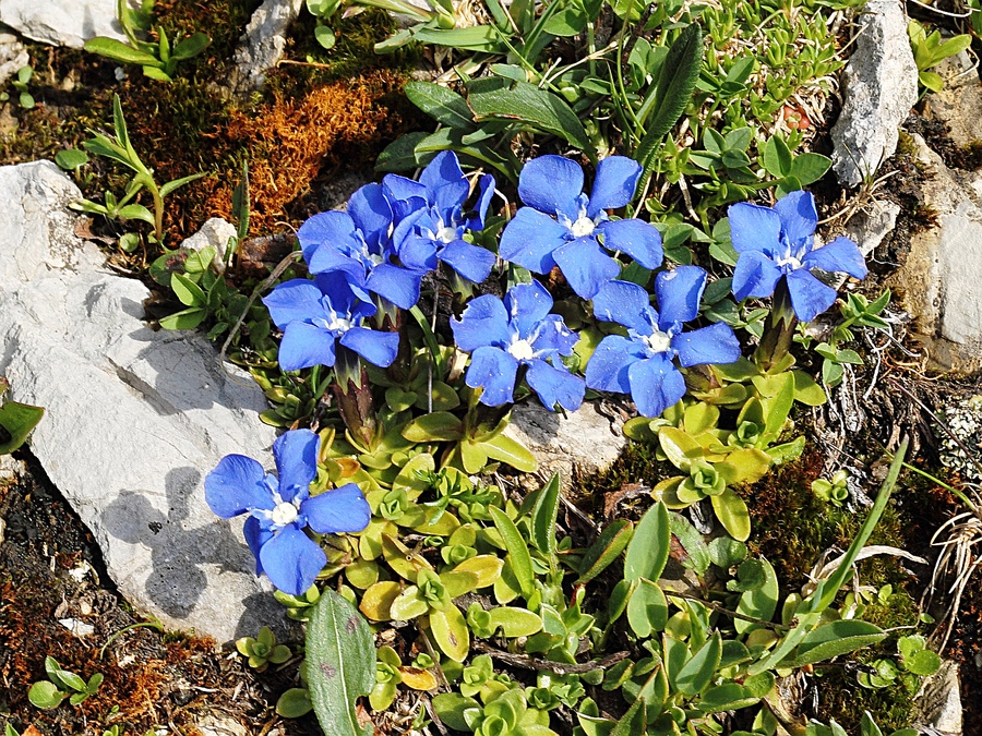 Gentiana_orbicularis_2a.jpg