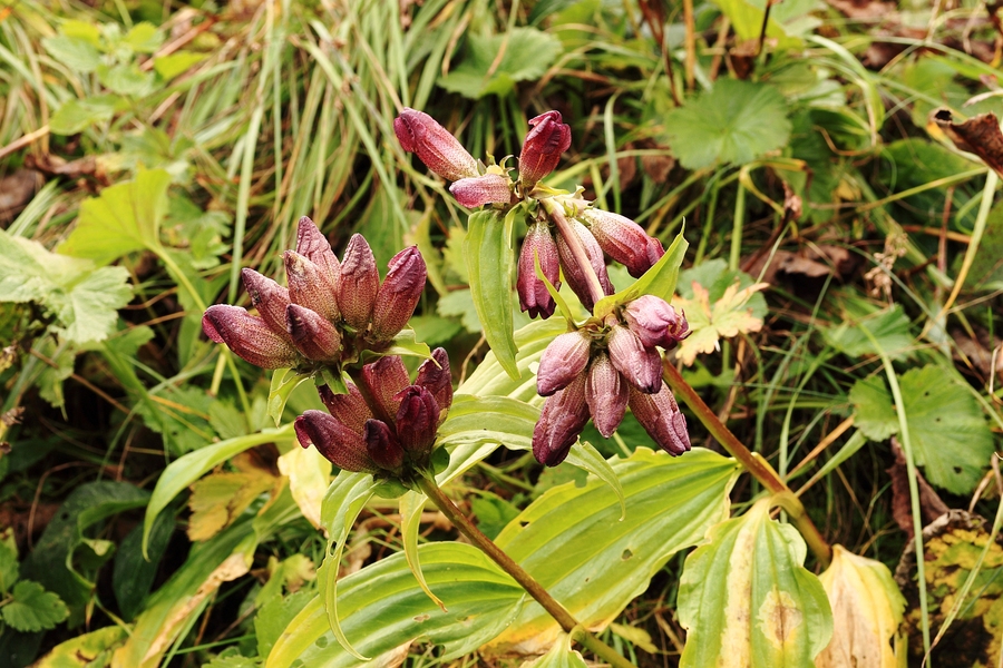 Gentiana_pannonica_1a.jpg