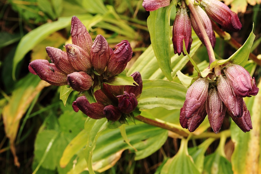 Gentiana_pannonica_2a.jpg