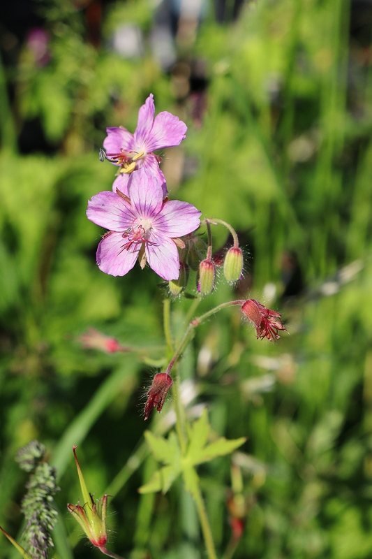 Geranium phaeum ssp lividum 1a.jpg