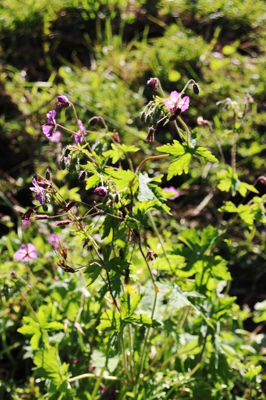 Geranium phaeum ssp lividum 2a.jpg