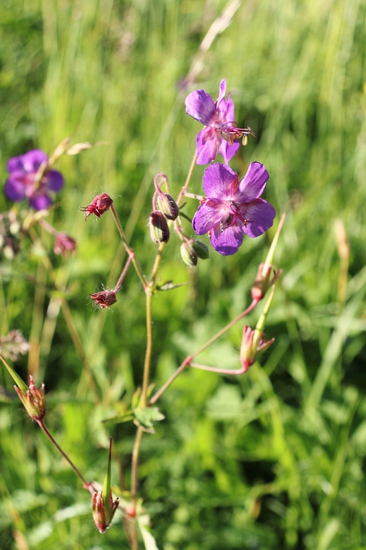 Geranium phaeum ssp lividum 4a.jpg