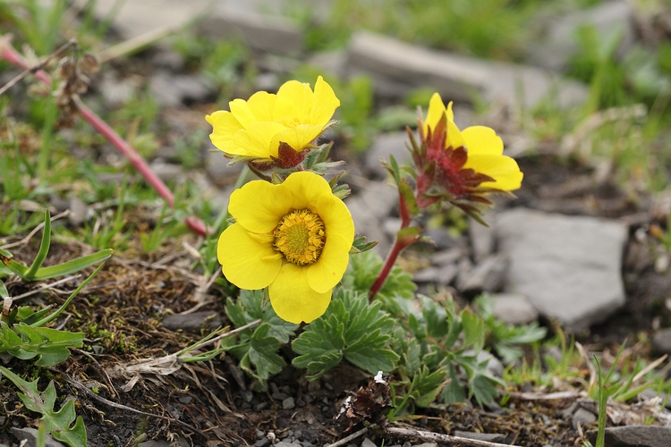 Geum reptans 1a.jpg