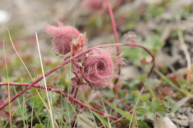 Geum reptans 2a.jpg