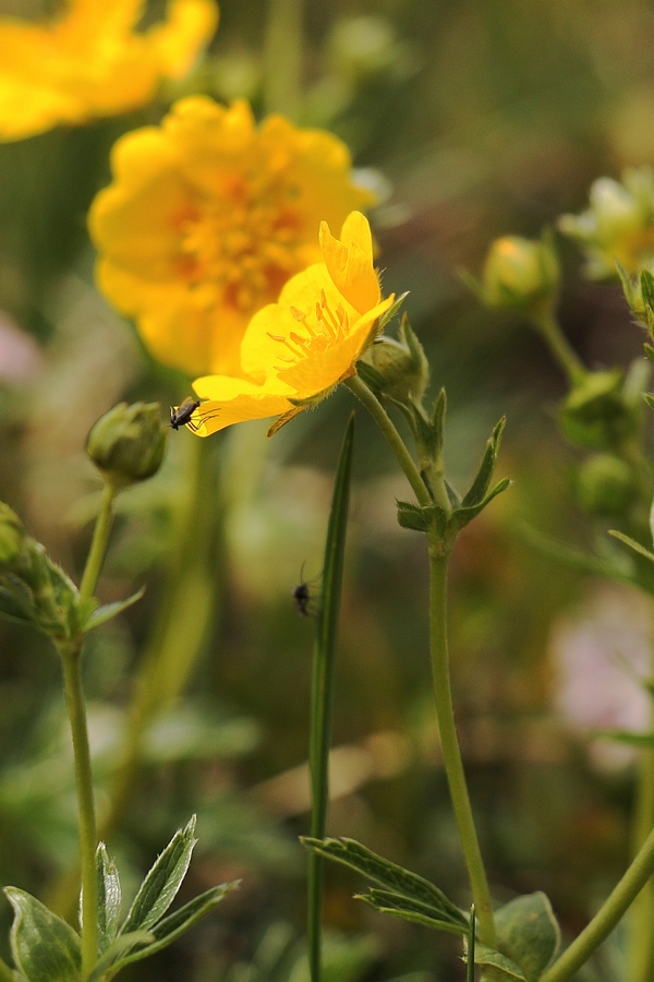 Gold-Fingerkraut_3a.jpg