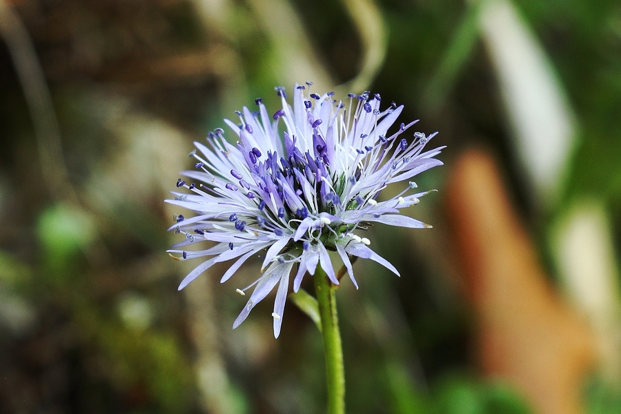 Herzblaettrige_Kugelblume_1a.jpg