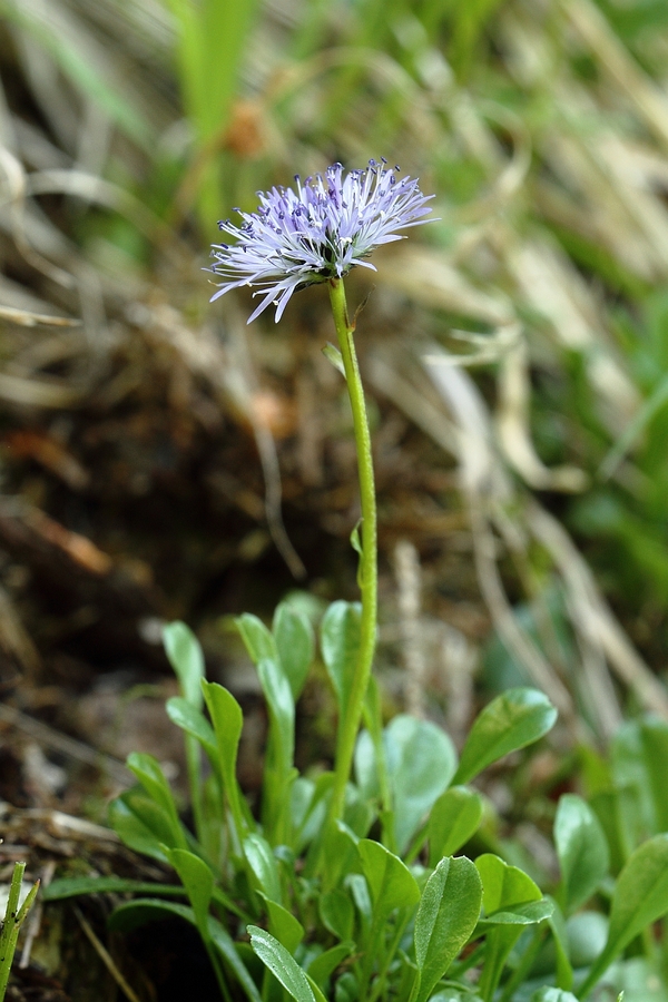 Herzblaettrige_Kugelblume_2a.jpg