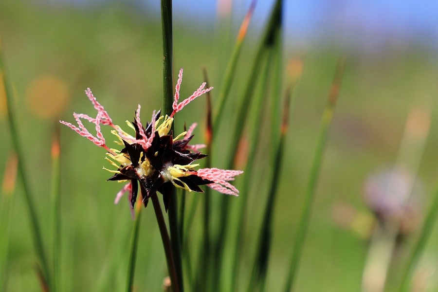 Juncus jacquinii_1a.jpg