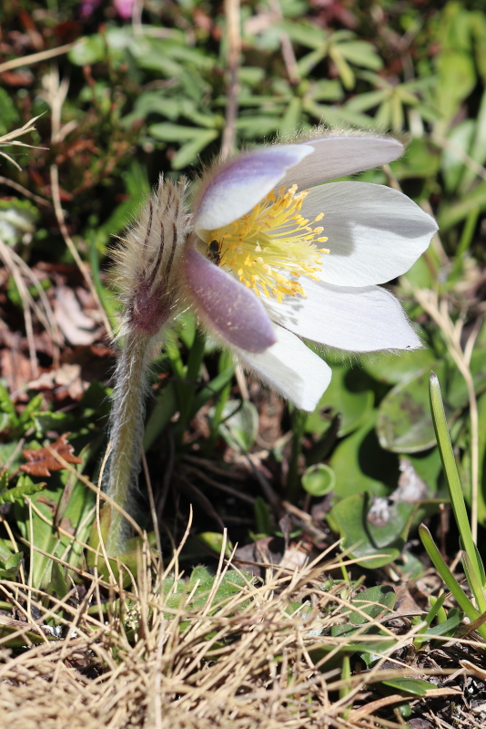 Pulsatilla_1.JPG