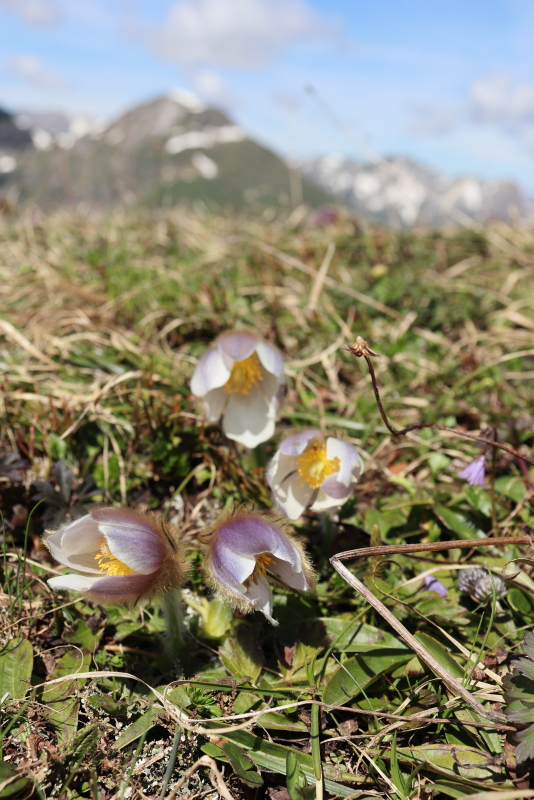 Pulsatilla_2.JPG