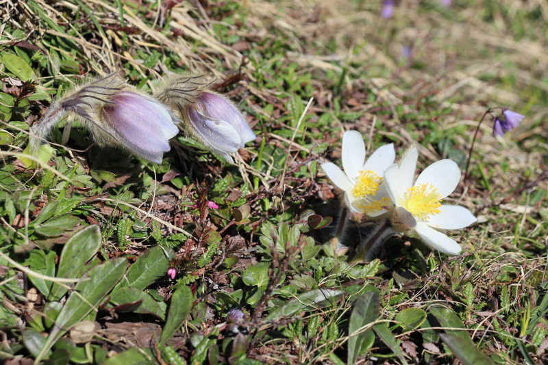 Pulsatilla_3.JPG