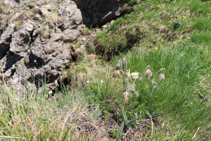 Pulsatilla_4.JPG