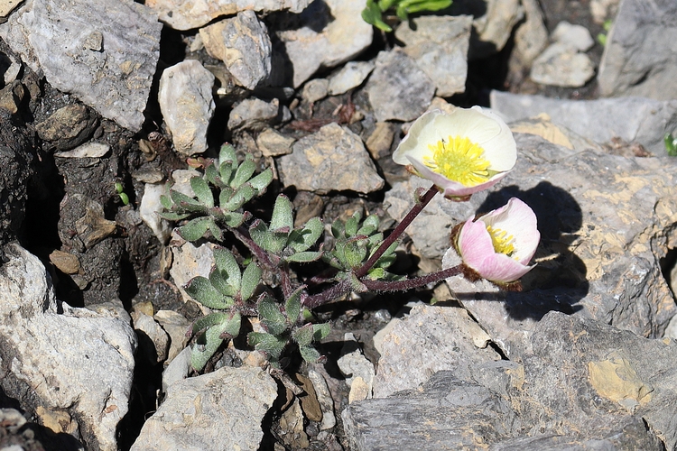 Ranunculus glacialis 1a.jpg
