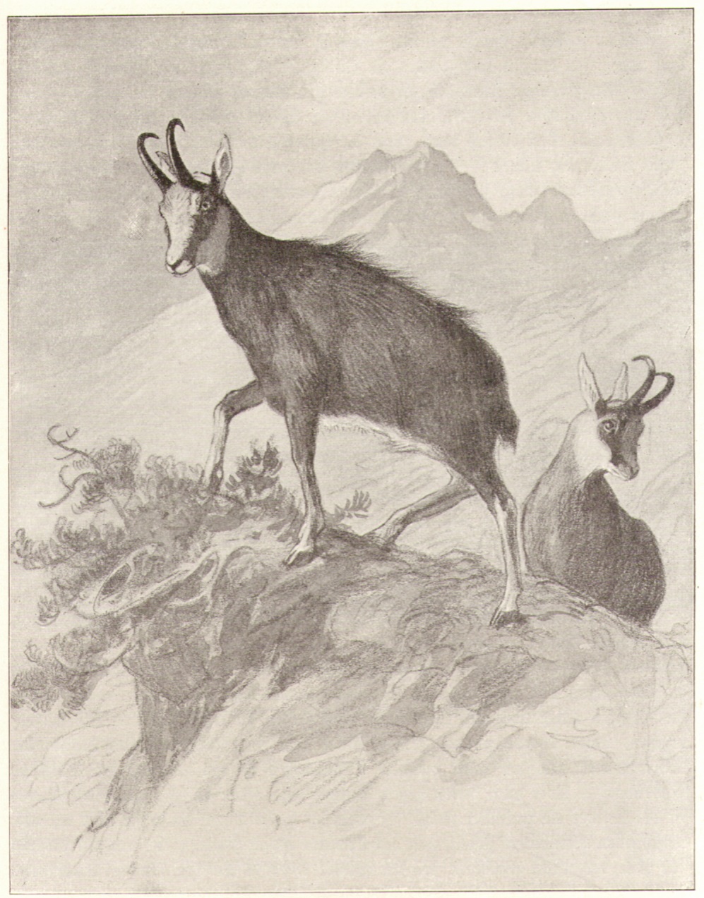 Richard Mahn - Gemsen.jpg