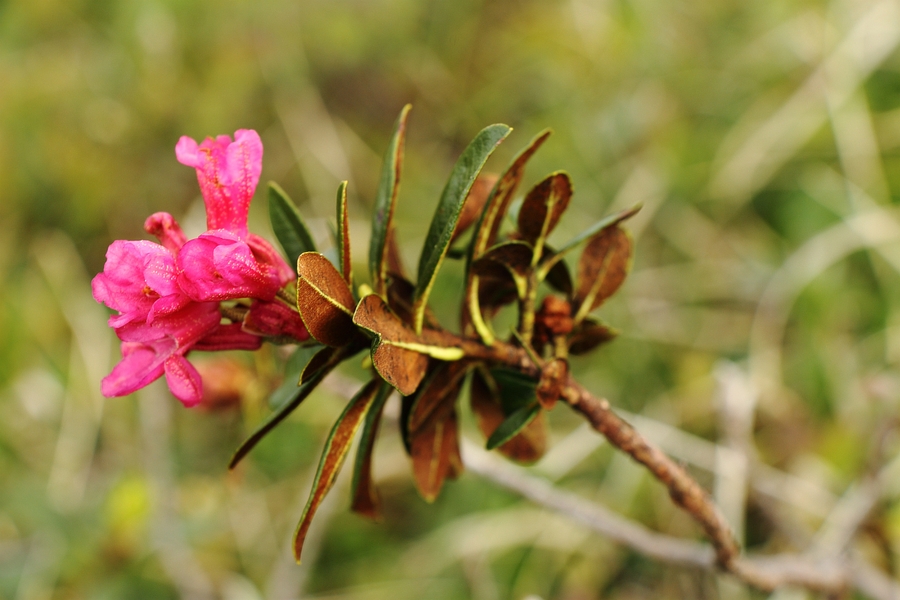 Rostblaettrige_Alpenrose_3a.jpg