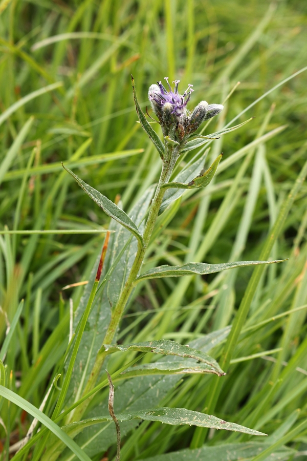 Saussurea_alpina_1a.jpg