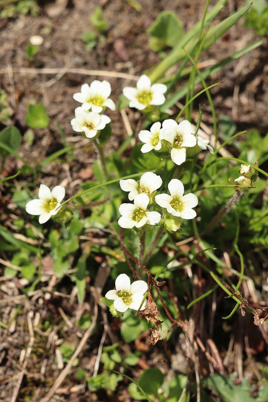Saxifraga androsacea 1a.jpg