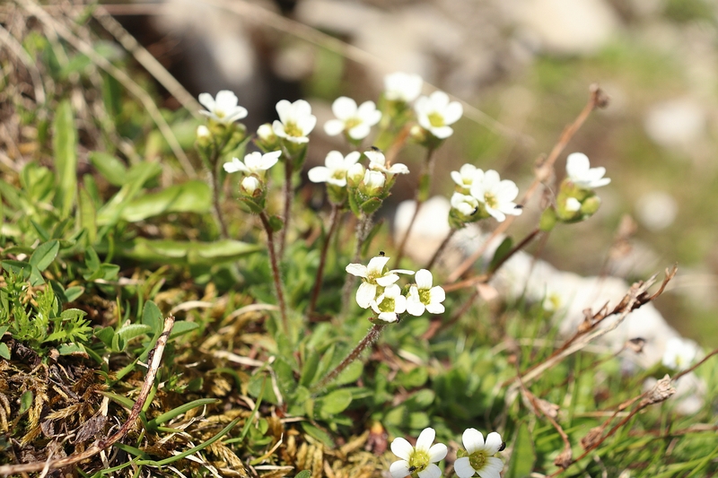Saxifraga androsacea 3a.jpg